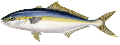 Yellowtail kingfish will take a rapidly retrieved jig or surface popper, as well as live baits like kahawai. Yellowtail amberjack | Asociación Conxemar
