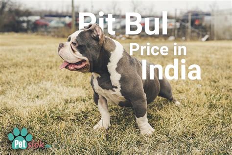 At mcnamara pit bull kennels we have the finest well bred pit bull puppies for sale available our pitbull puppies' bloodlines are world renowned and time tested to produce the finest. PitBull Puppy Price in India and Monthly Expenses - Pet slok