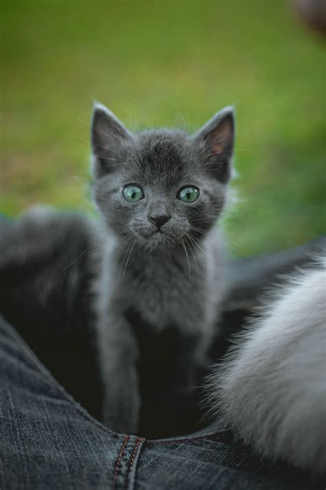 11 Amazing Facts About Cats I Like Cats Very Much Grey Kitten Cat Facts Kittens Cutest