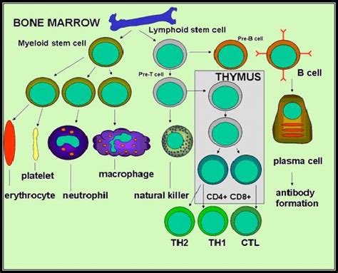 Immunology Chapter One Free Hot Nude Porn Pic Gallery