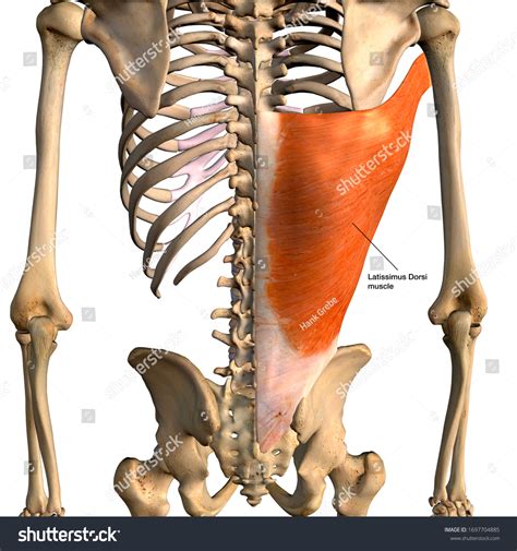 Obraz Latissimus Dorsi Muscles Isolated In Posterior View Human Anatomy The Best Porn Website