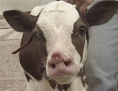 Никогда не знаешь, мутант это или нет. Мутанты Фото Звери