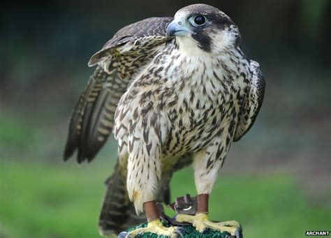 Bbc News Long Melford Peregrine Falcon Reward Over Shooting