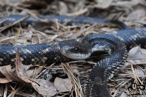 Western Rat Snake A Guide To Snakes Of Southeast Texas · Inaturalist