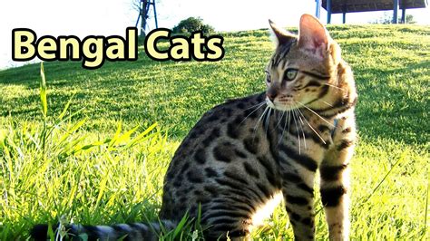 The guinness world record holder for the longest cat was actually a maine coon called barivel, and. Ideal Companion: Bengal | Bengal cat, Cat photography ...