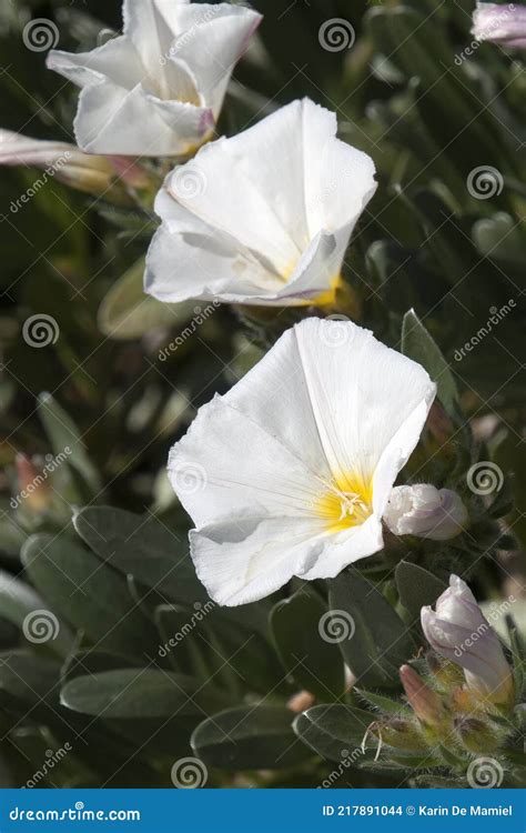 White Flower With Yellow Centre Of A Convolvulus Cneorum Shrub Stock