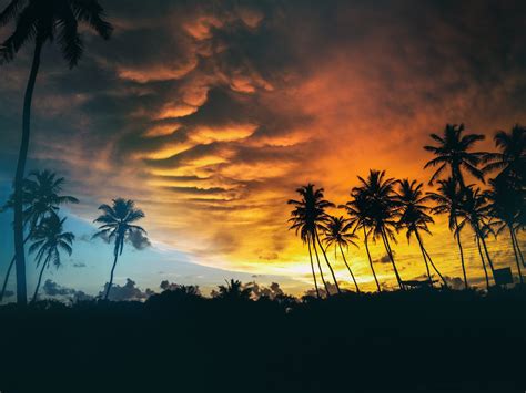 Free Images Tree Nature Horizon Silhouette Cloud