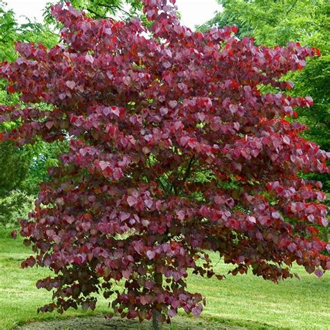 Cercis Canadencis Forest Pansy North American Redbud Tree Shrubs