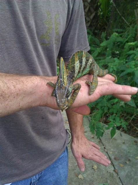 Chameleons In South Florida Explica Media
