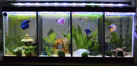 How To Set Up A Divided Betta Fish Tank