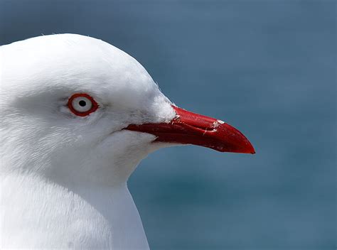 Free Images Bird Seabird Beak Fauna Close Up Seagulls Seabirds