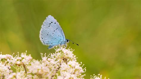 Holly Blue Celastrina Argiolus Butterflies Woodland Trust