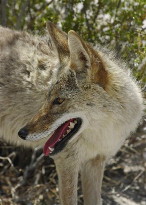 Coyote Mating Season And Habits What You Need To Know A Z Animals