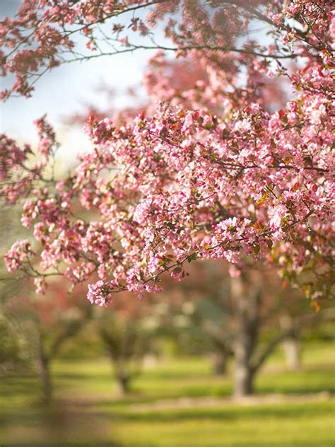The university of edinburgh, scotland, u.k. Top 5 Small Tree Inspirations | outdoortheme.com