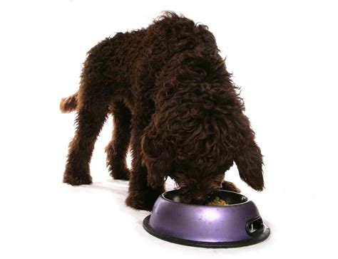 Labradoodle Progression Growth Milestones And Training Tips A Z