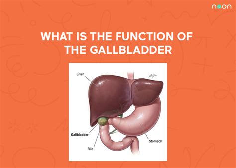What Is The Function Of The Gall Bladder Noon Academy