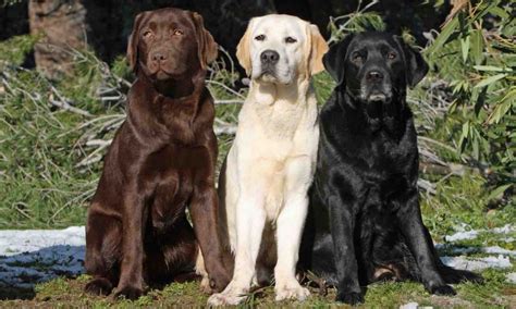 Labrador Retriever 1 Most Popular Dog Breed Info Images Videos Faqs