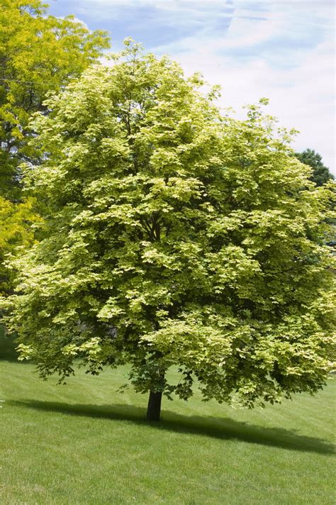Variegated Norway Maple Plant Library Pahls Market Apple Valley Mn