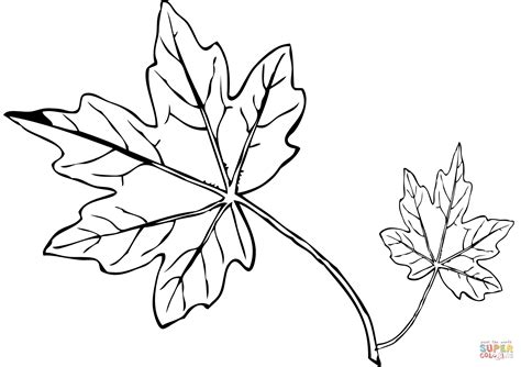 23 Picture Of A Maple Leaf To Color Free Coloring Pages
