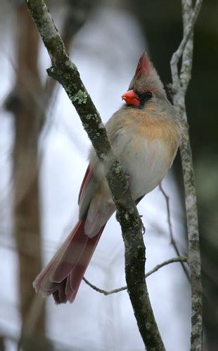 West Virginia State Bird Northern Cardinal An Album On Flickr
