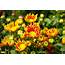 Bright Vibrant Flowers Wallpaper Download  Flower HD Appraw