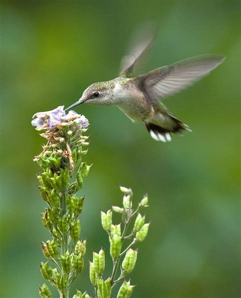 The Best Ways to Attract Hummingbirds to Your Garden | How to attract hummingbirds, How to ...