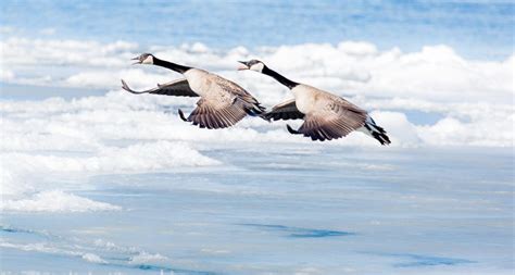 Parallel Geese Landing Smithsonian Photo Contest Smithsonian Magazine
