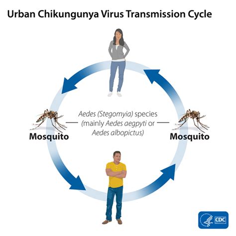 Symptoms And Diagnosis Of Chikungunya Virus Disease Ask The Nurse Expert