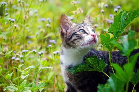 Cat In The Flowers Field By Imwanningdesu On Deviantart