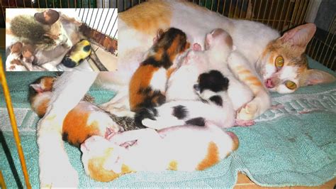 Nazdana The Cat Gives Birth To Six Beautiful Kittens Youtube