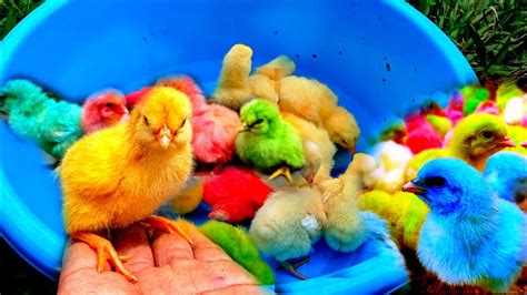 Menangkap Ayam Warna Warni Ayam Lucu Ayam Pelangi Anak Ayam Lucu Ayam