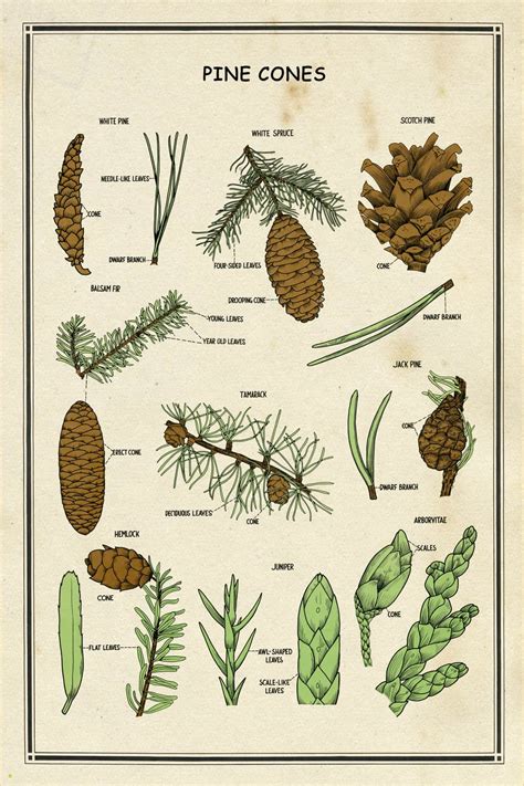 School Chart Pine Cones Interior Elements