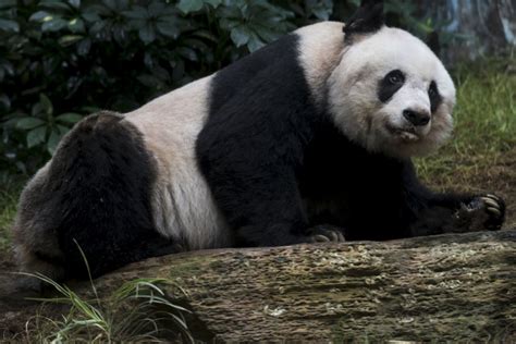 Hong Kong Panda Bears Down On World Record For Longevity Asia News