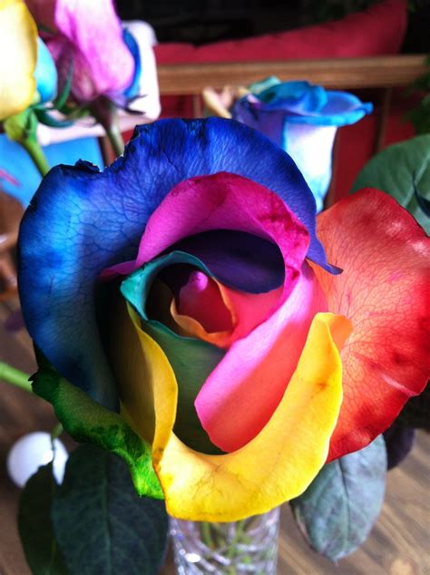 Rainbow Roses Amazing How The Petals Are Multiple Colorsdye Injected