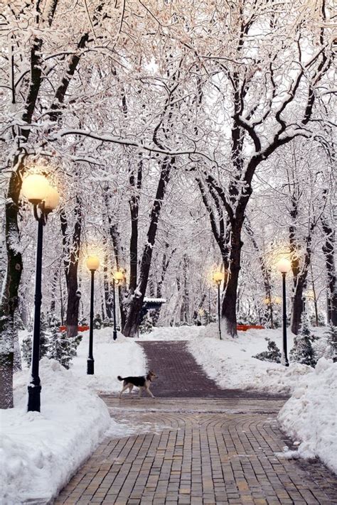 Snow Covered Trees In Park Illuminated By Street Lighting Stock Photo