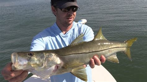 How To Catch Snook At Night Are Snook More Active At
