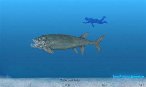 Xiphactinus By Sameerprehistorica On Deviantart