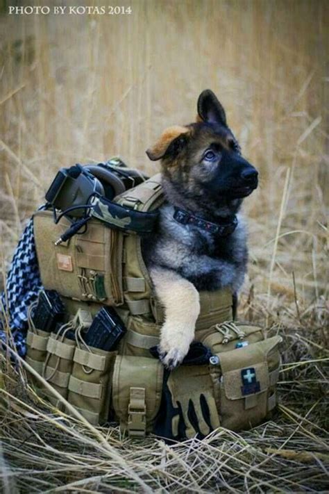 Pin By Delores Eve Bushong On German Shepherd Military Dogs Army