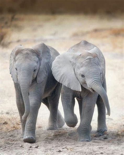 Friends Random Awesomeness Elephant African Elephant Baby Elephant