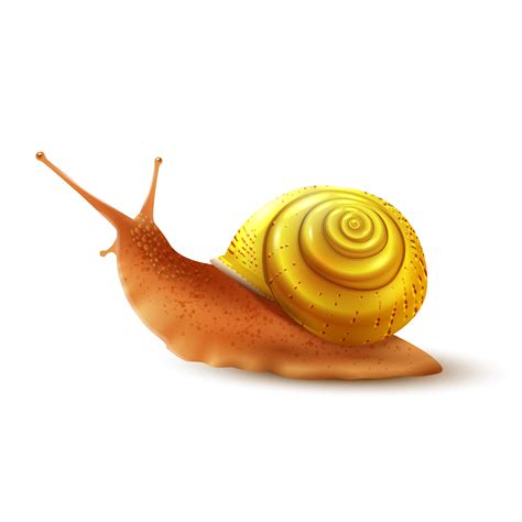 Snail Realistic Isolated 443410 Vector Art At Vecteezy
