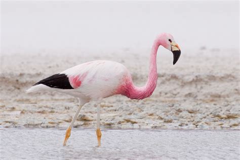 The Andean Flamingo Or Phoenicopterus Andinus Is One Of The Rarest