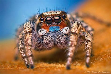 Amazing Visual Art By Macro Photography Close Ups Of Jumping Spiders