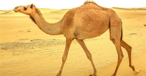 The 10 Most Amazing Desert Animals Imp World