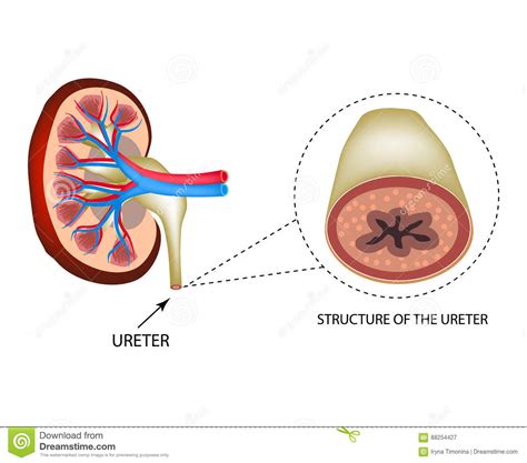 Structure Of The Ureter. Structure Of The Kidneys. Infographics. Vector Illustration On Isolated ...