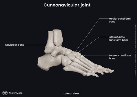 Cuneonavicular Joint Encyclopedia Anatomyapp Learn Anatomy 3d