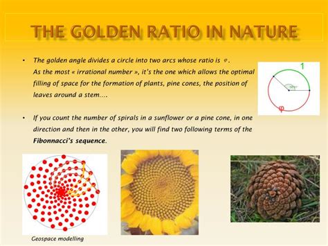 A golden spiral is one which becomes φ times wider with each quarter. PPT - THE GOLDEN RATIO PowerPoint Presentation - ID:1744363