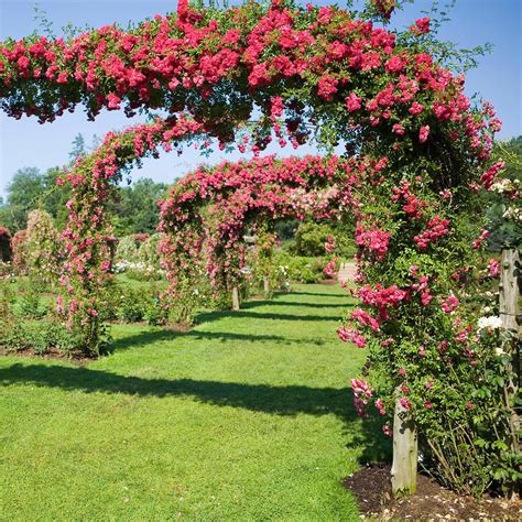 Elizabeth Park Rose Garden In West Hartford Ct