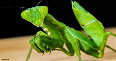 Learn How To Draw A Praying Mantis Nwf Ranger Rick
