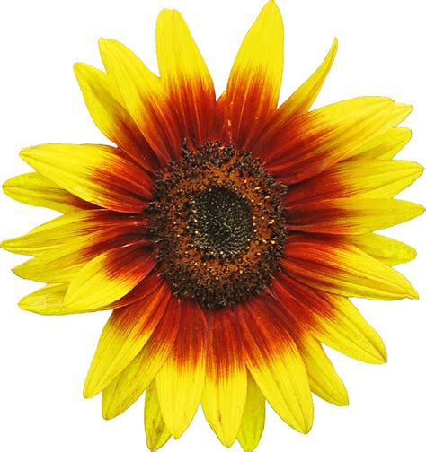 Free Sunflower Clipart Image 2 Clip Art