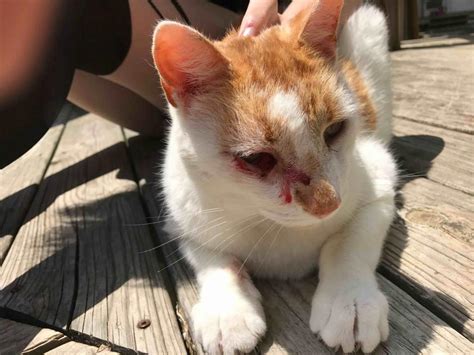 Cat Scratched Eyeball Bleeding Goldie Lyle